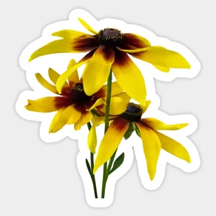 Brown and Yellow Black Eyed Susans Sticker